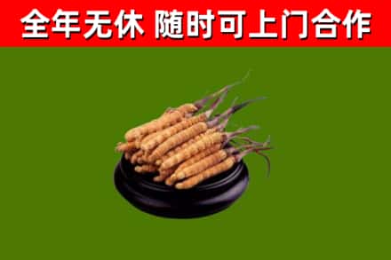 柘荣烟酒回收冬虫夏草.jpg
